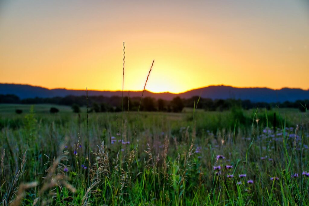 Capture of a serene summer sunset over a vibrant field in Minnesota, showcasing natural beauty.
